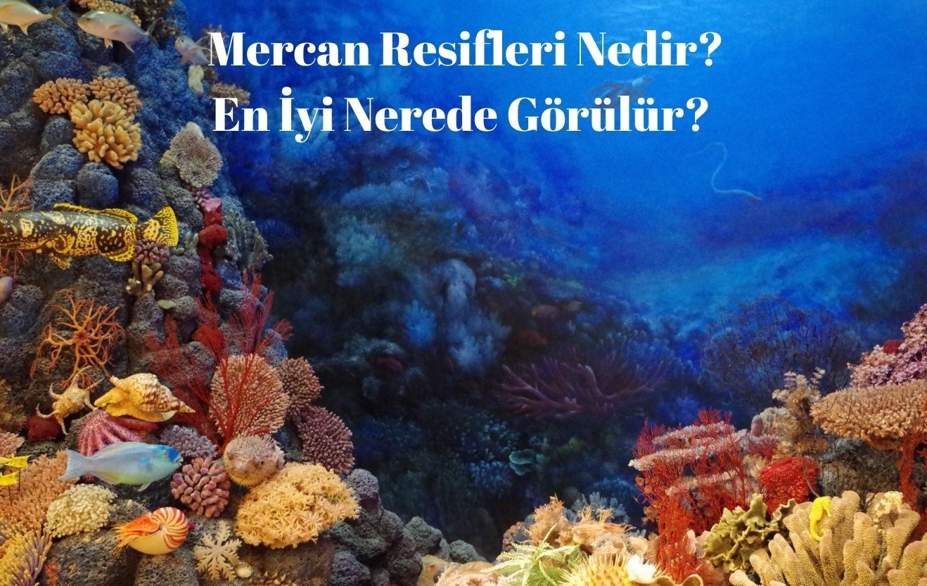 Mercan Resifleri