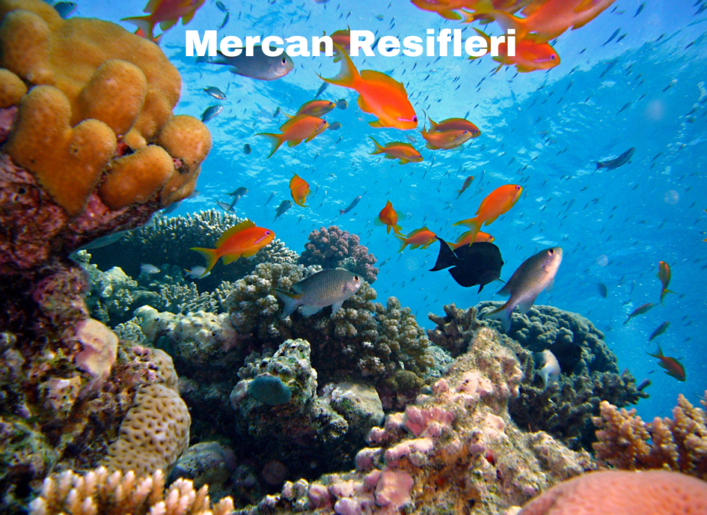 Mercan Resifleri